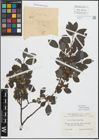 Foto von Salix myrsinifolia Salisb.